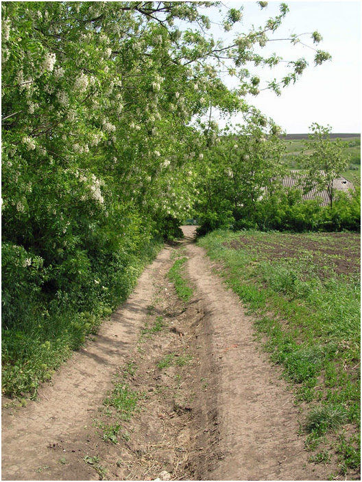 Bild "Scholtoi2008-31.jpg"