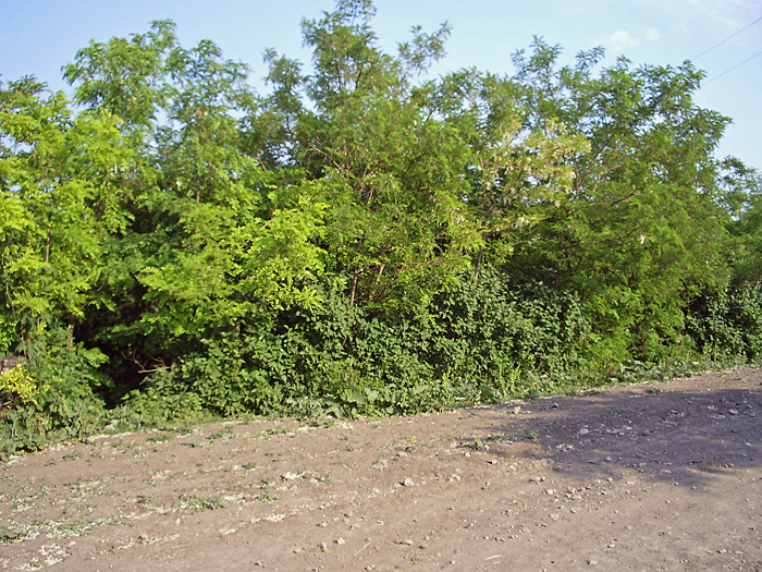 Bild "Scholtoi2009-10.JPG"