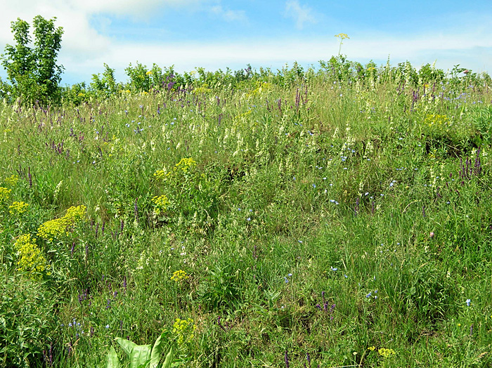 Bild "Scholtoi2009-48.JPG"