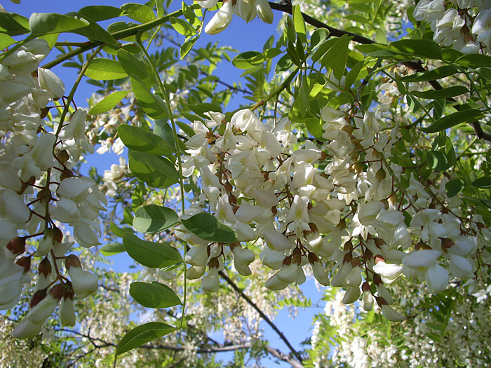 Bild "Scholtoi2009-57.JPG"