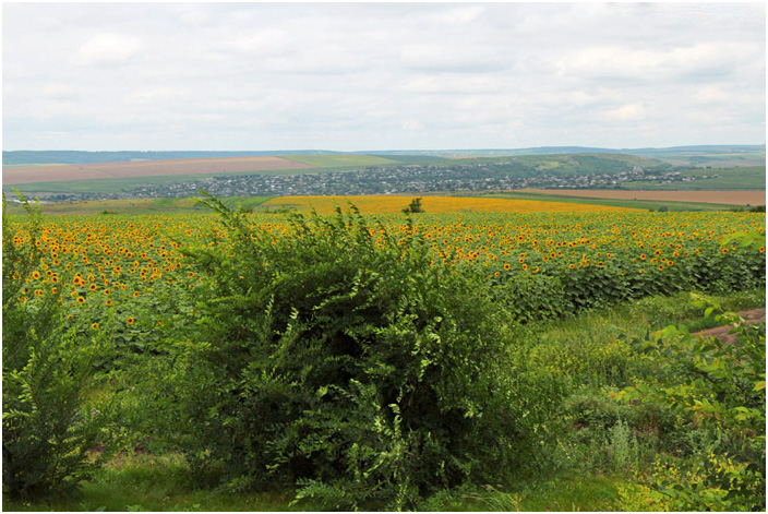 Bild "Scholtoi2013-03.JPG"