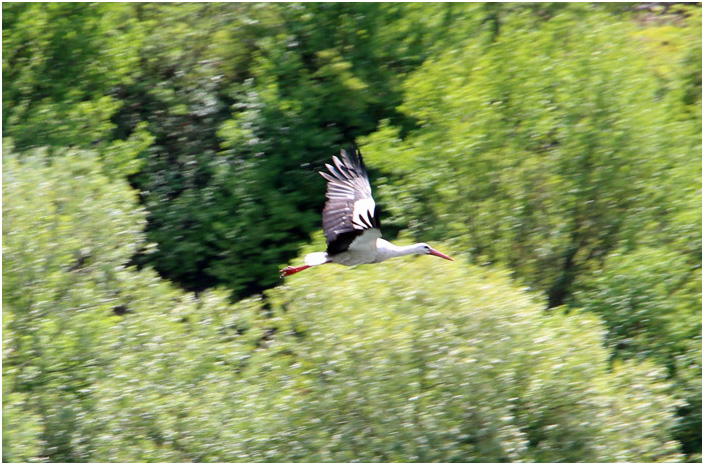 Bild "Scholtoi2013-42.JPG"