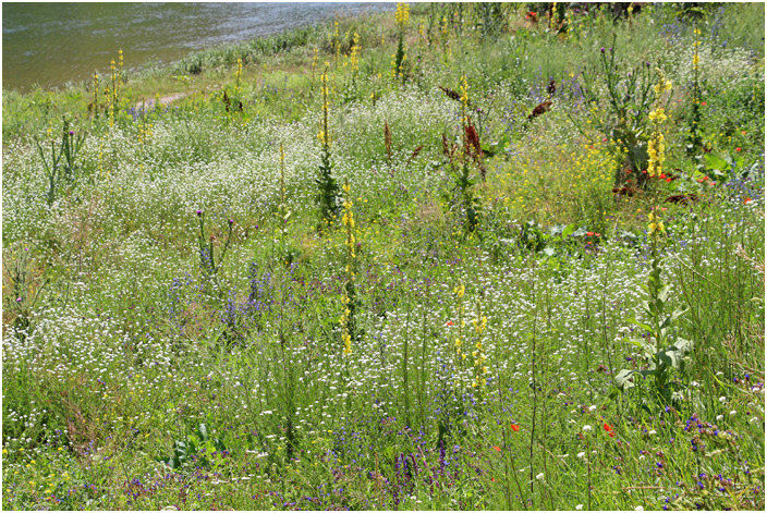 Bild "Scholtoi2013-44.JPG"