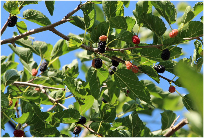 Bild "Scholtoi2013-54.JPG"